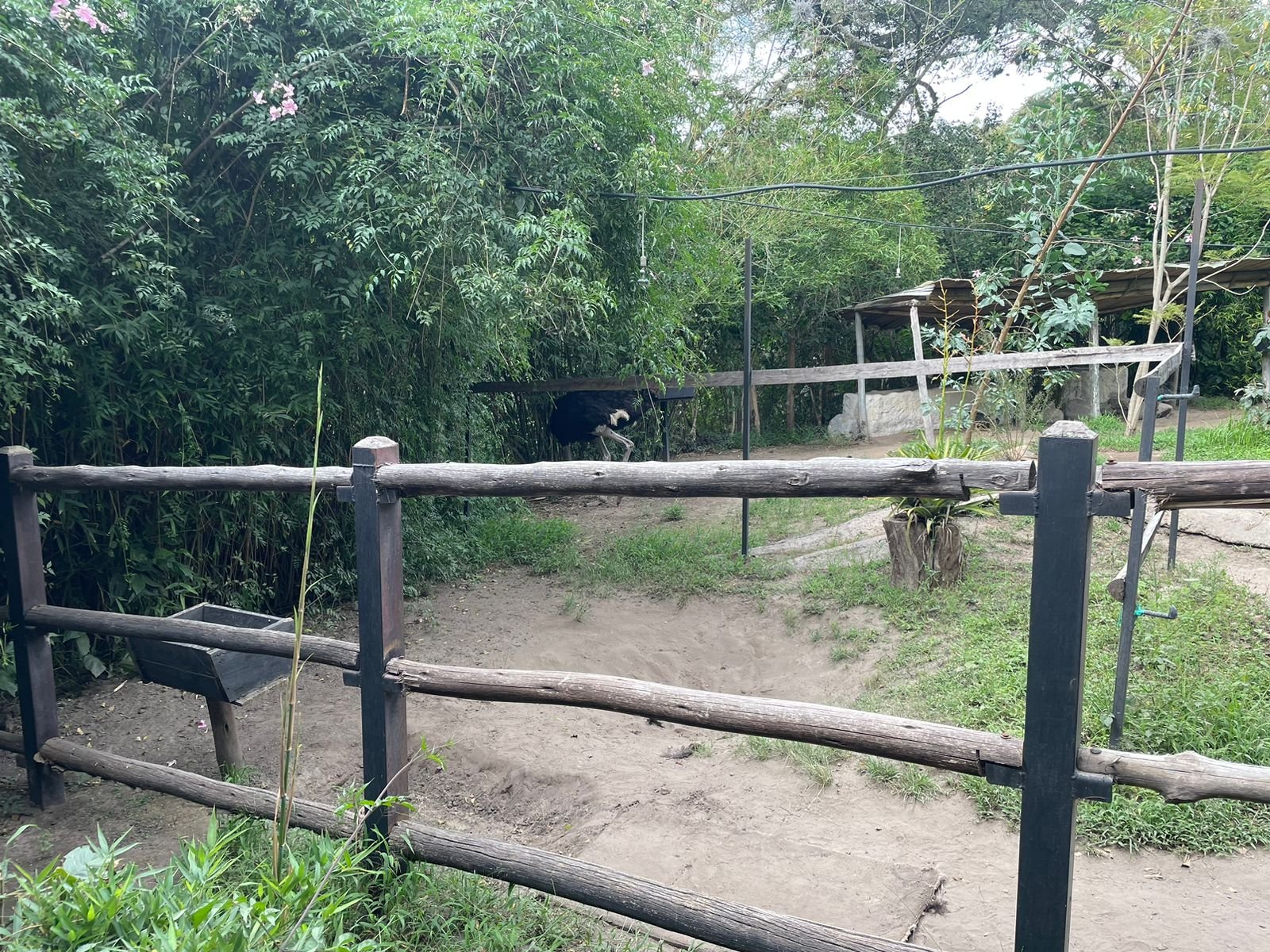 Animal del zoológico
